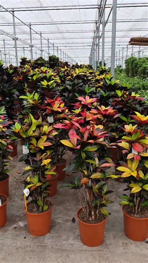 Zire Gülçülük | Codium İceton -270 AZN 🌈 Iceton – rənglərin ən cəsarətli harmoniyası! Çəhrayı, sarı və yaşıl çalarları ilə məkana enerji və istilik qatır.... | Instagram