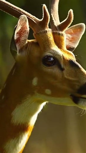 tiger s stealth mode activated