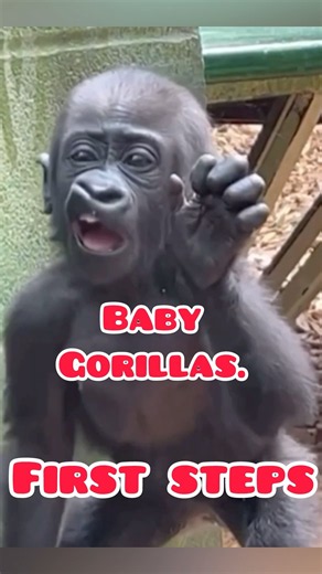 Baby gorillas. First steps