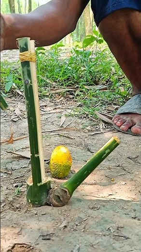 Make a unique trap from bamboo, this trap is quite simple and easy to make. #survivaltrap