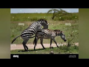 The Mating Life of Zebras | Full Educational Wildlife Video