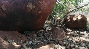 56 reactions · 10 comments | Can servals purr? Yesss they can! Listen...