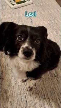 Papillon BorderCollie #travelpetsitter #puppy #funnyanimal #papillon #bordercollie