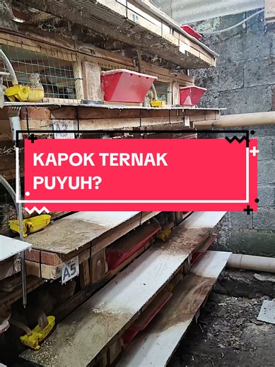 Panduan Memulai Ternak Puyuh Petelur yang Sukses