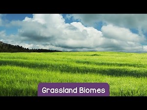 Exploring the Grassland Biome: Nature's Ocean of Grass