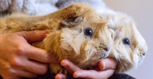 How to Extend the Life of Your Guinea Pig: Tips for Caring Owners