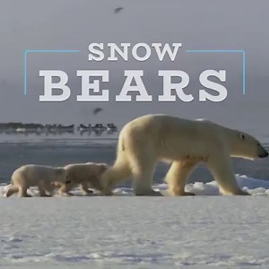 Just try not to giggle while watching these polar bears dry off. | Nature | PBS