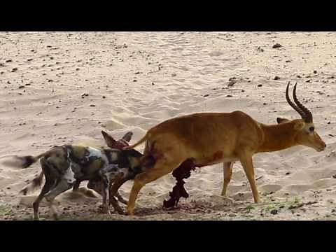 A Gruesome Vicious Kill by Wild Dogs in South Luangwa National Park