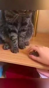 7.4K views · 154 reactions | Funny cat's moments 藍 #Amazing #funny #funnyreels #fun #funnymoments #asmr #funnymemes #funnyvideos #trendingreel #trendingvideo #trendingreelsvideo #reelsviralシ #trendingpost #foryoupageシ #trendingnow #trend #fypシ #foryoupagereels #viralshorts #foryourpage #explorepage #foryouシ #cat #catoftheday #catlover #catstagram #cats #petcare #pets #pet #virals #fb #petlovers #exploremore | Fun Frolickers | Facebook