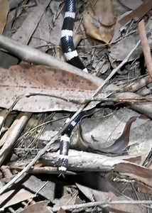 13K views · 236 reactions | This Bandy Bandy was found in a woman's bedroom in Mapleton, on Queensland's Sunshine Coast, at 11pm  The woman was alerted when her dog began acting strange around her bed. Dimity Maxfield from Snake Rescue Sunny Coast was called in and found the mildly venomous snake taking refuge under a dresser. She released it into nearby bushland. Thanks to @snakerescuesunnycoast for sharing the video  | ABC Brisbane | Facebook