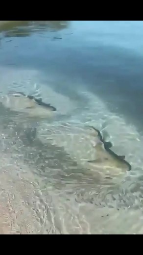 sharkabcabc on TikTok