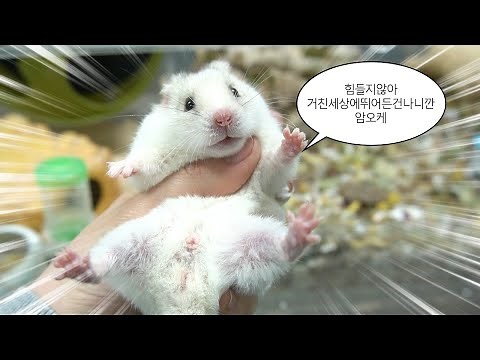 All About Golden Hamster