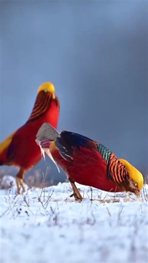 Stunning footage from north China’s Shanxi Province captures a red-bellied golden pheasant courting in the snow. The dazzling display follows years of ecological improvements in Yicheng County, where the population of this protected species has grown to over 1,000. #latest #pheasant #birds #wildchina#WildChina