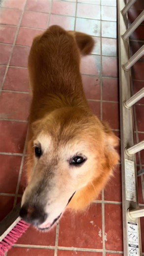 Sadie 😍🫶🏽♥️ videos coming!!! I have so many to post ♥️♥️ #petgrooming #mspawsmobilegrooming #huskygroomer #petgroomerslife #doggroomer