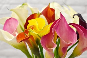 Calla Lily Plant Profile and Growing Guide | LoveToKnow