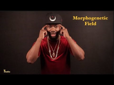 Morphogenetic Field | Back To The Basics
