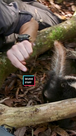 Hognose Skunk Facts: Spray Zone & Tail Fur