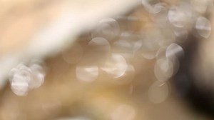 Video Stok Beautiful Blur Bokeh Background (100% Tanpa Royalti) 16916575 | Shutterstock