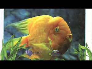 CE1 Les sciences au quotidien Les êtres vivants se nourrissent ...