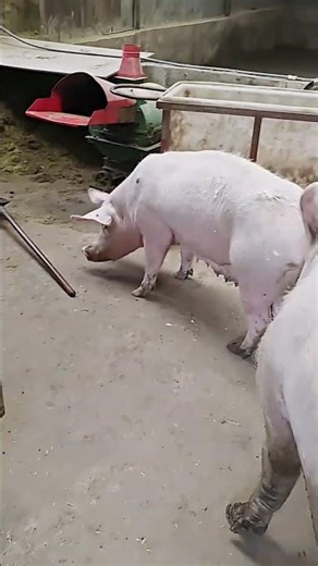 The lizard is relieving its itch@ 5