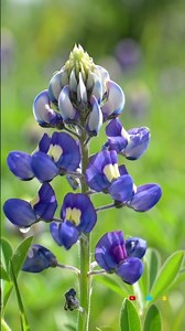 Timelapse~Before Your Eyes: Bluebonnet Comes to Life!