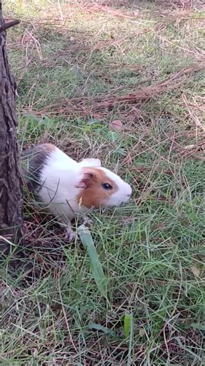 Guinea Pig! Rat pig! Hamster! #guineapig #guineapigs #ratpig #hamster #hamsters