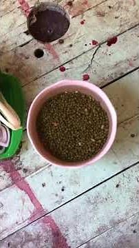 Cooking mung bean