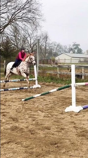 Jumping My Appaloosa 3ft over a grid!