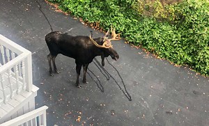 ‘You don’t see that every day’: Video shows 1,000-pound moose roaming streets of Worcester