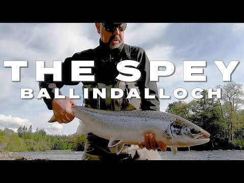 The Spey - Ballindalloch Castle - Atlantic Salmon from the Junction Pool
