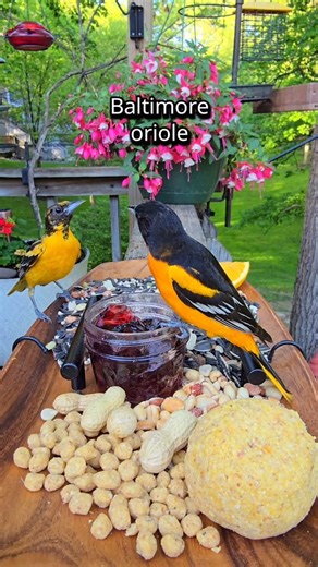 2.9M views · 85K reactions | Dinner time at Le Chirp-cuterie #birds #birdnerd #wildbirds #birdcam #birdcamera #birdfeeder #backyardbirds #nature #relaxing #wildlife #asmr #catvideos #charcuterie | The Chirp Corner | Facebook