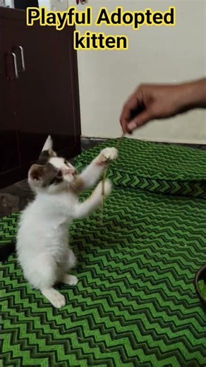 Injured Kitten healing and playing happily now.....