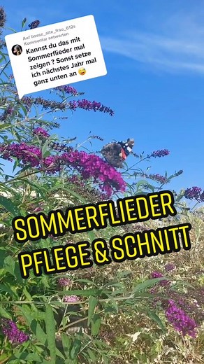 Sommerflieder Pflege und Schnitt Tipps