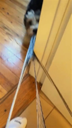 Hilarious Dog Compilation - Funniest Puppies, Funny Reactions & Viral Pet Moments 🐾🐶