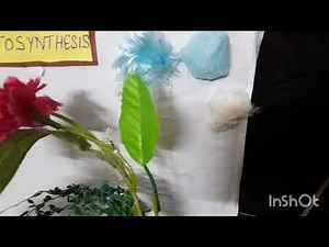 Photosynthesis Process Model | Step-by-Step Guide to Making a Working Model