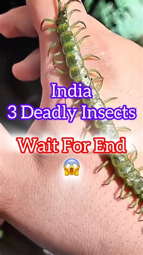 “Top 3 Most Poisonous Insects in India 😱 | One Might Be in Your House!” #shorts #nature
