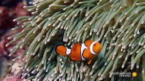 2.1M views · 49K reactions | The weird, the wonderful, and the wacky... we've got all the unusual underwater creatures you could dream of.  | Smithsonian Channel | Facebook