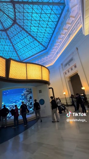 Explore Shedd Aquarium in Chicago: A Marine Wonderland