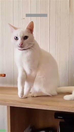 Funny Cats 2024 🐈‍⬛ Funny Cat Videos 🙀 # Part 4206