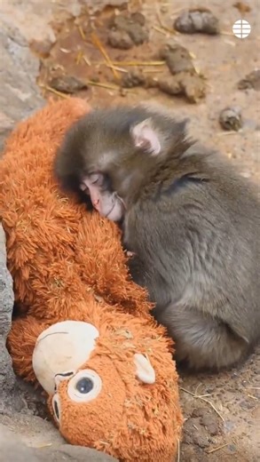 Esta es la historia de Punch, el mono bebé que encontró consuelo en un peluche en Japón Las imágenes del animal con su muñeco han conquistado las redes. #punch #mono #animales | El Mundo