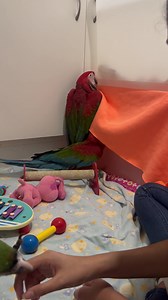 34K views · 3.9K reactions | Diego is being the good baby.. whilst those uncontrollable Greenwings cause chaos and mayhem in the corner! 﫣拾拾 | Macaws And More | Facebook