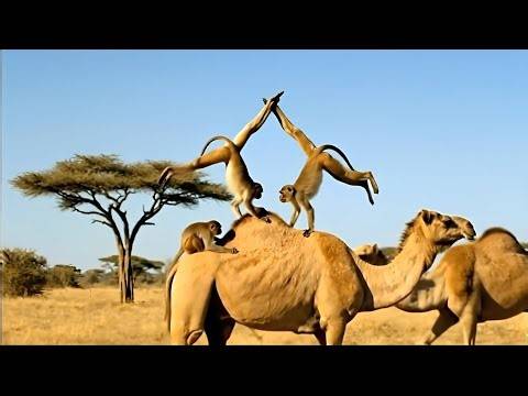 Monkeys playfully tease camels. Disturbed by the camels, a porcupine attacks.🐒🐪🤭