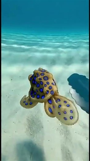 Feeding a grouper fish .. #reelsfypシ #diving #ocean #sealife #fblifestyle #fish