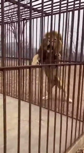 A Very Special and Big Surprise from the Lion