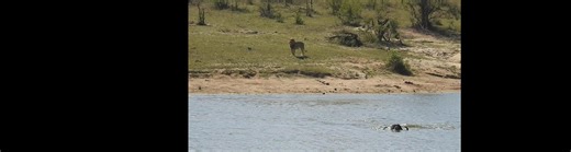 Killer Safari | National Geographic | Watch on Global TV App