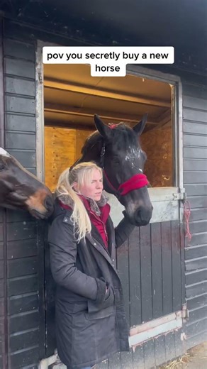 pov you secretly buy a new horse #fyp #horse #pov #equestrian #shorts