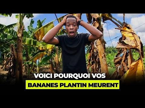Comment bien planter la banane plantain