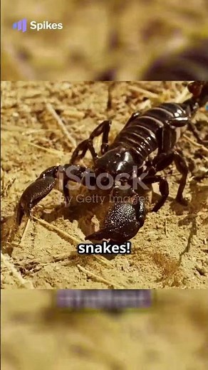 The Deadly Bite How Assassin Bugs Spread Fatal Diseases