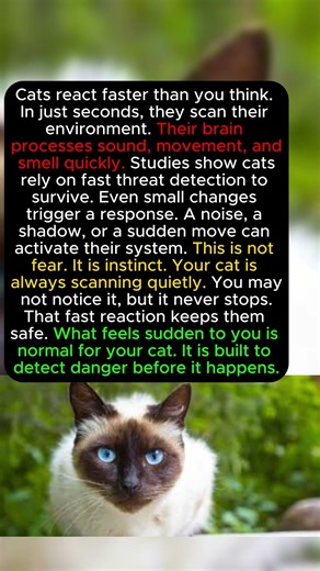 2 SECONDS Cats NEED To DETECT THREAT (REAL SCIENCE) #catpsychology #catfacts #psychology