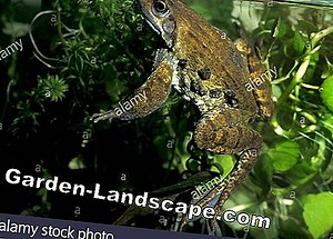 Care of the garden: Frogs in the garden pond - What to do against the noise? | 2025